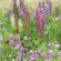 BLOEM08617 Bloemenmengsel Doorlevend Hoog - 250 g Dit mengsel is zeer gevarieerd in hoogte en bloemsoorten. Door de sterke en groeikrachtige planten is dit mengsel ideaal voor grotere oppervlakken. Zaai niet te dicht (minder dan 2 g/m²) zodat de planten zich goed kunnen ontwikkelen.
Samengesteld uit 28 doorlevende planten, waaronder: Damastbloem, Hoge duizendschoon, Grootbloemige margriet, Prachtkaars, Geel duizendblad, Ridderspoor, Vingerhoedskruid, Duifkruid, Zonnehoed...

Zaaien: maart tot juni
Bloemen: mei tot september

Zaaien: september tot november
Bloemen: vanaf het volgende jaar

Hoogte: 50 - 100 cm

 Doorlevend hoog